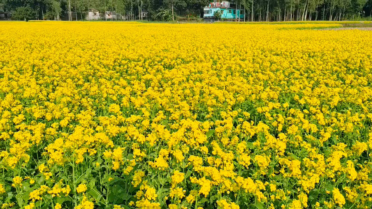 মাঠ জুড়ে সরিষা ফুলের সমারোহ।