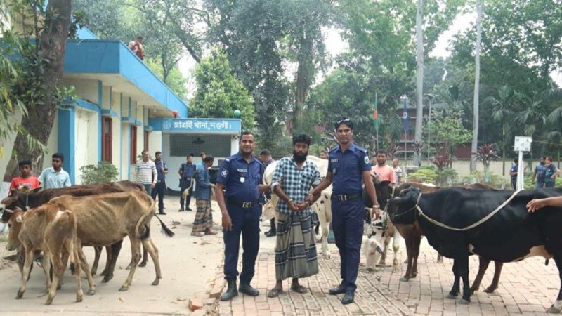 বিএনপি নেতার বাসা থেকে ১৩টি চোরাই গরু উদ্ধার