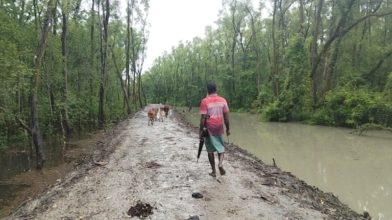 বরগুনায় সংরক্ষিত বনাঞ্চল দখলের মহোৎসব