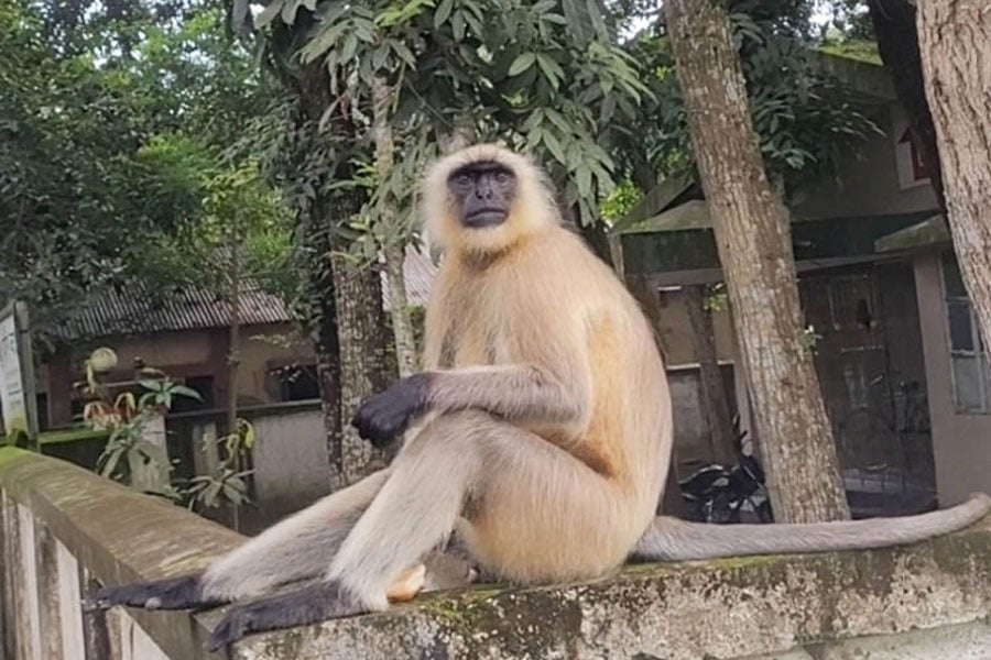 রাজবাড়ীতে একাই ক্লিনিকে উপস্থিত অসুস্থ হনুমান