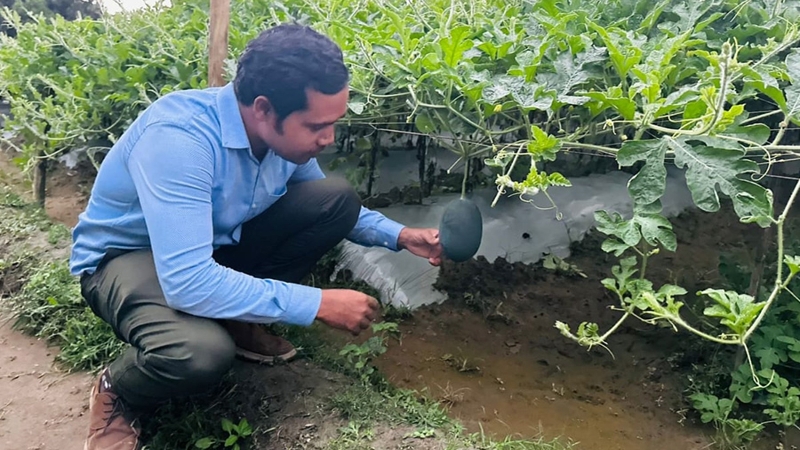 ক্লাস্টার ভিত্তিক তরমুজ চাষে কেন্দুয়ায় কৃষিতে সাফল্যের জোয়ার
