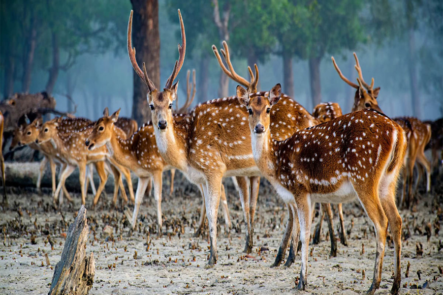 আজ ‘সুন্দরবন দিবস’