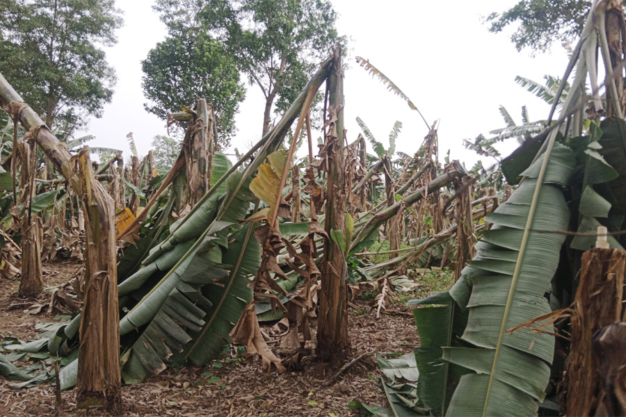 মধুপুরে কলা বাগান ধ্বংস, দেয়ালচাপায় আহত ২ শিশু