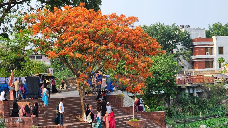কৃষ্ণচূড়ার চোখ ধাঁধানো সৌন্দর্য্য আগুন লেগেছে প্রকৃতিতে