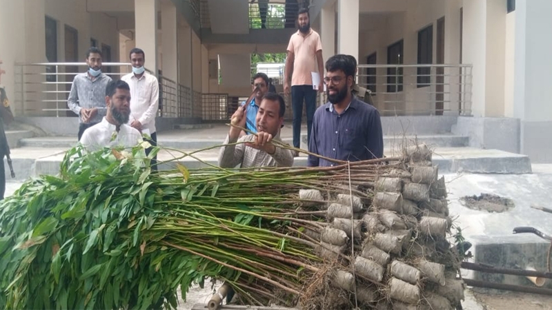 সারিয়াকান্দিতে পরিবেশ বিরোধী ইউক্যালিপটাস চারা ধ্বংস করলেন ইউএনও