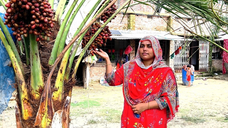 যশোরে ‘মরিয়ম’ খেজুর উৎপাদনে লিজার সফলতা
