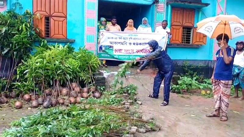 ফুলবাড়ীতে ৯ হাজার ইউক্যালিপটাস গাছের চারা ধ্বংস