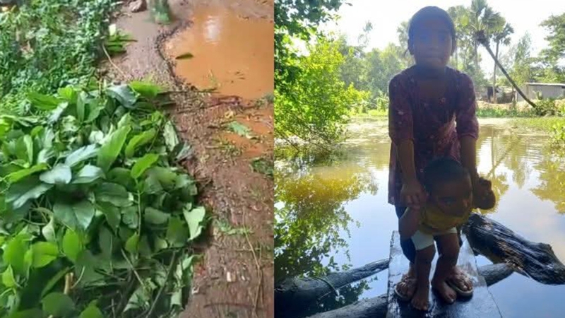 বাঁশখালীতে ভারী বর্ষণে কৃষকের ব্যাপক ক্ষয়ক্ষতি