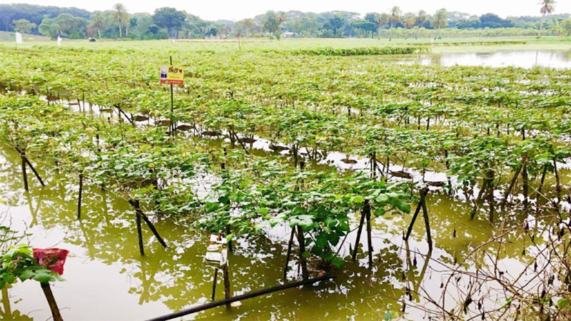 টানা বৃষ্টিতে যশোরে ৩ হাজার ১৯১ হেক্টর জমির ব্যাপক ক্ষয়ক্ষতি
