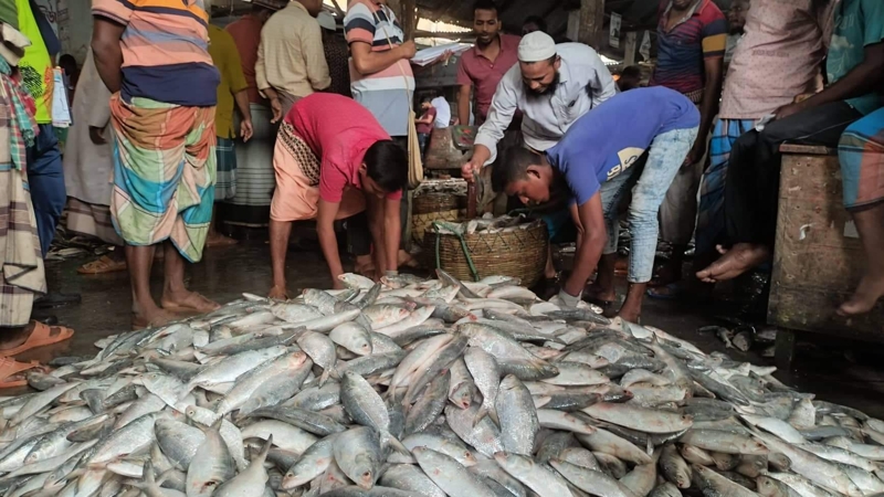 ইলিশ আহরণে সরকারি তথ্য ও বাস্তবতার ফারাক