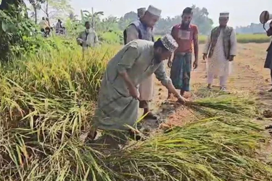 ভোট প্রার্থনায় ধান কেটে ভাইরাল মুফতি আমীর হামজা