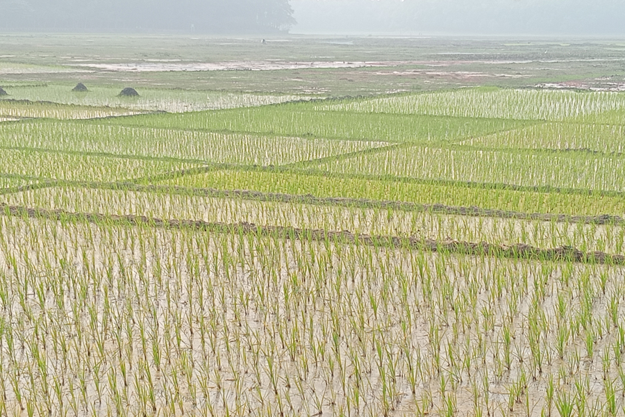 নবাবগঞ্জ জাতীয় উদ্যান ‘আশুরা বিল’ এখন ভূমিদস্যুদের দখলে