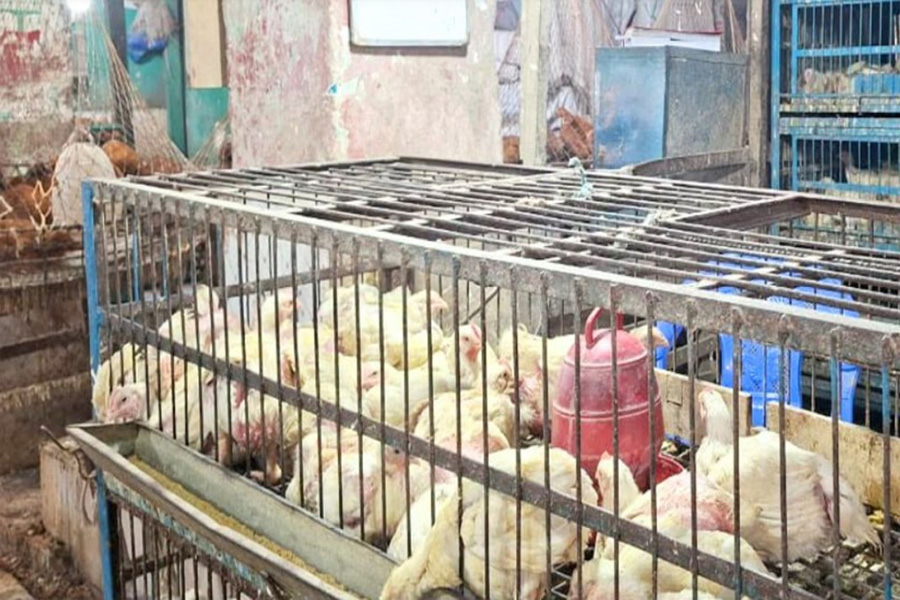 ব্রয়লারের কেজি ২৩০, সপ্তাহের ব্যবধানে দাম বাড়ল ৫০ টাকা