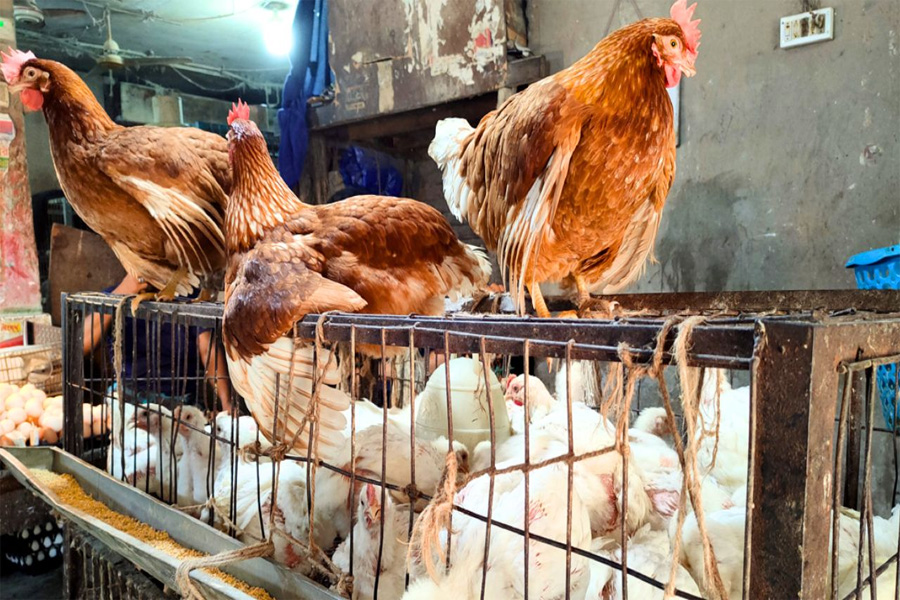 রমজানকে সামনে রেখে কৃত্রিম সংকটে বেড়েছে মুরগির দাম