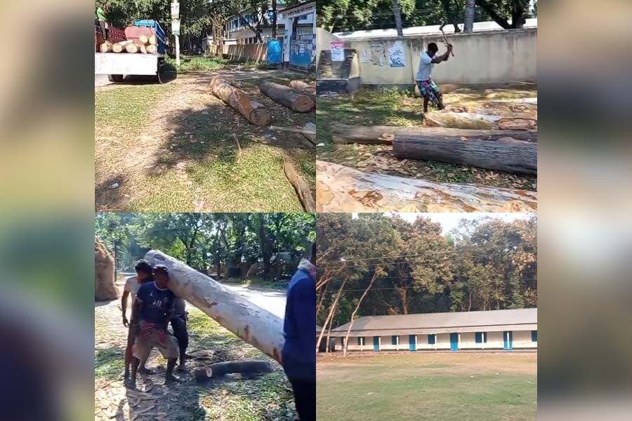 টেন্ডারের চেয়ে ১৬ টি গাছ বেশি কাটার অভিযোগ