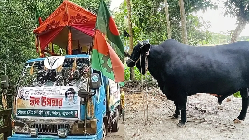 খালেদা জিয়াকে কোরবানির গরু উপহার দিতে ঢাকার পথে ভক্ত