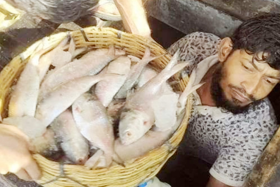 পাথরঘাটায় ১ ট্রলারে ১৪০ মণ ইলিশ