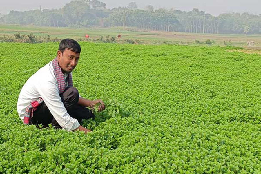 চাকরি ছেড়ে সফল কৃষি উদ্যোক্তা জাহাঙ্গীর