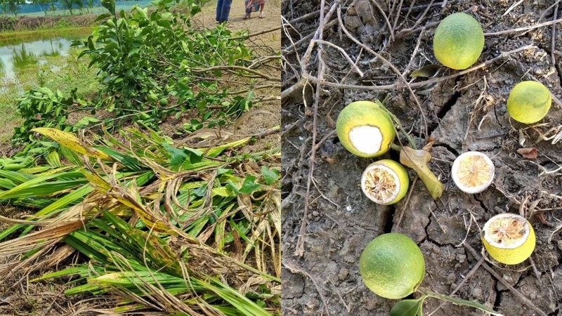 আ.লীগ নেতার মাল্টা ও সুপারি গাছ কেটে ফেলল দুর্বৃত্তরা