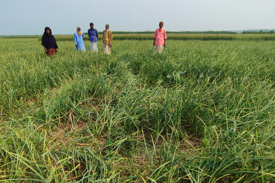 চাটমোহরে কৃষকের তরমুজের গাছ উপড়ে ফেলার অভিযোগ