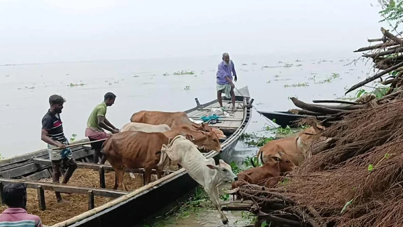 পদ্মার পানি বেড়ে বিপাকে চরবাসী