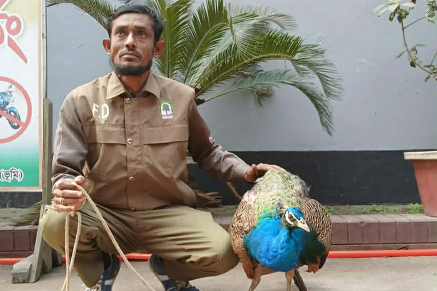 কুড়িগ্রামে আহত অবস্থায় বিরল প্রজাতির ময়ূর উদ্ধার