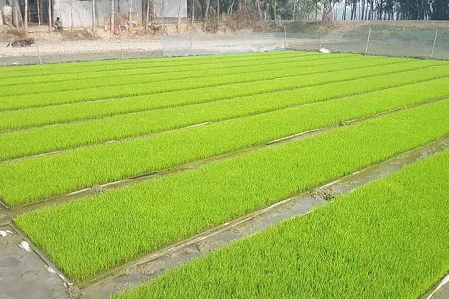 বোরো বীজতলা তৈরির লক্ষ্যমাত্রা ৮শ’ হেক্টর নির্ধারণ