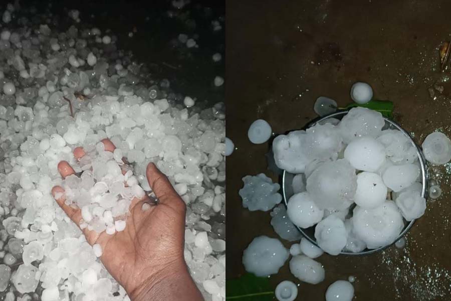 ভাঙ্গুড়ায় শিলাবৃষ্টিতে ফসলের ব্যাপক ক্ষতি