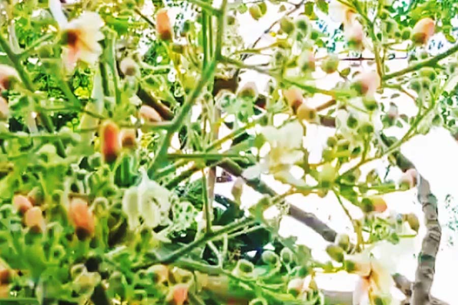 ফুলের ভারে নুয়ে পড়ছে সজনে ডাল, হরিপুরে অকাল বসন্তের দোলা