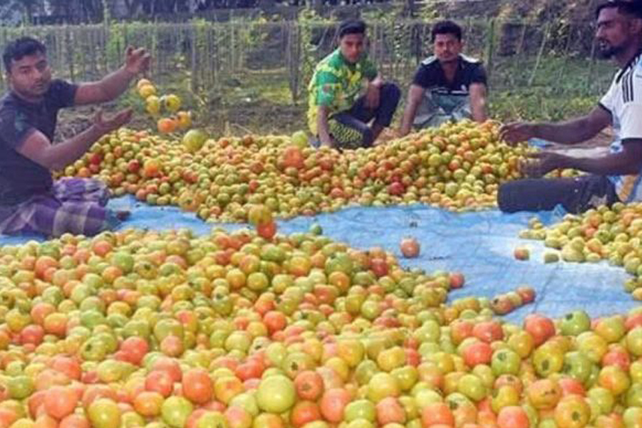 তানোর ও গোদাগাড়ীতে টমেটোর ফলন বিপর্যয়, কৃষকের মাথায় হাত