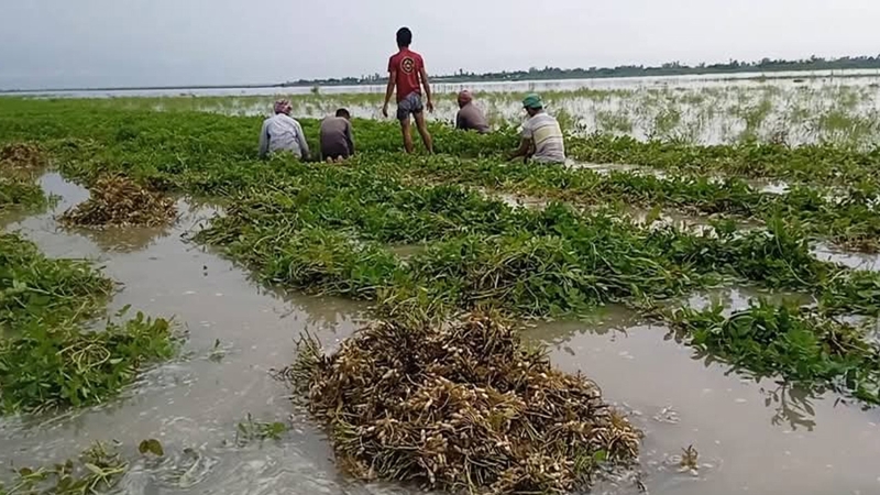 ঢলের পানিতে প্লাবিত কুড়িগ্রামের নিচু চর