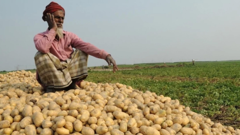 আলুর কেজি ৫ টাকা, বিপাকে কৃষক