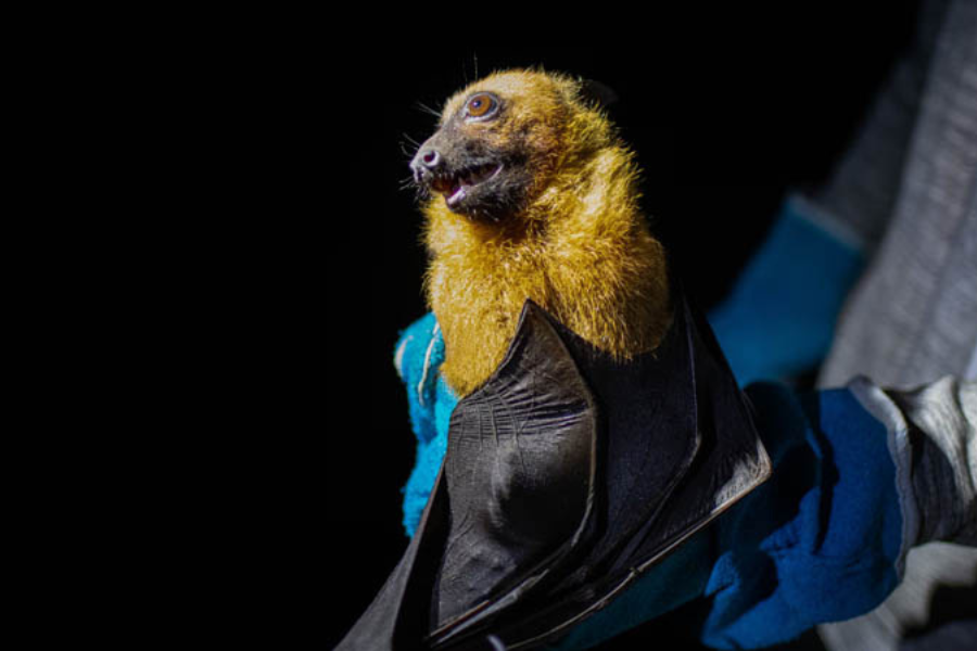 দেশে রহস্যজনক প্রাণঘাতী ভাইরাস শনাক্ত, বিজ্ঞানীদের সতর্কবার্তা