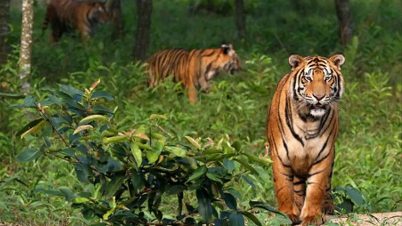 তিন মাসের জন্য সুন্দরবনে প্রবেশে নিষেধাজ্ঞা