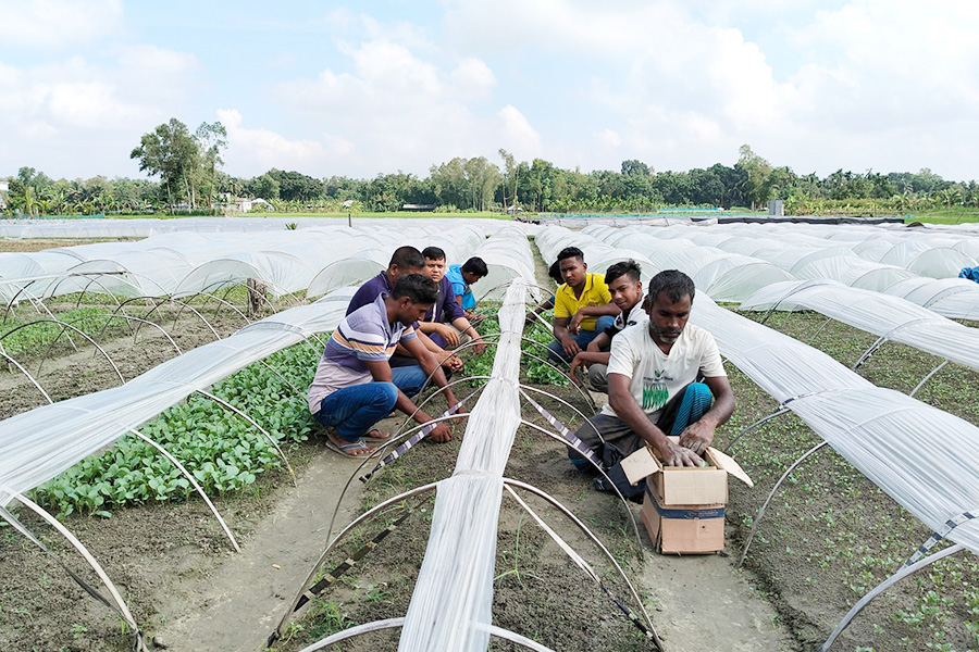 বগুড়ার শাহ্ নগর এলাকার মরিচ চারা যাচ্ছে ৩২ জেলায়