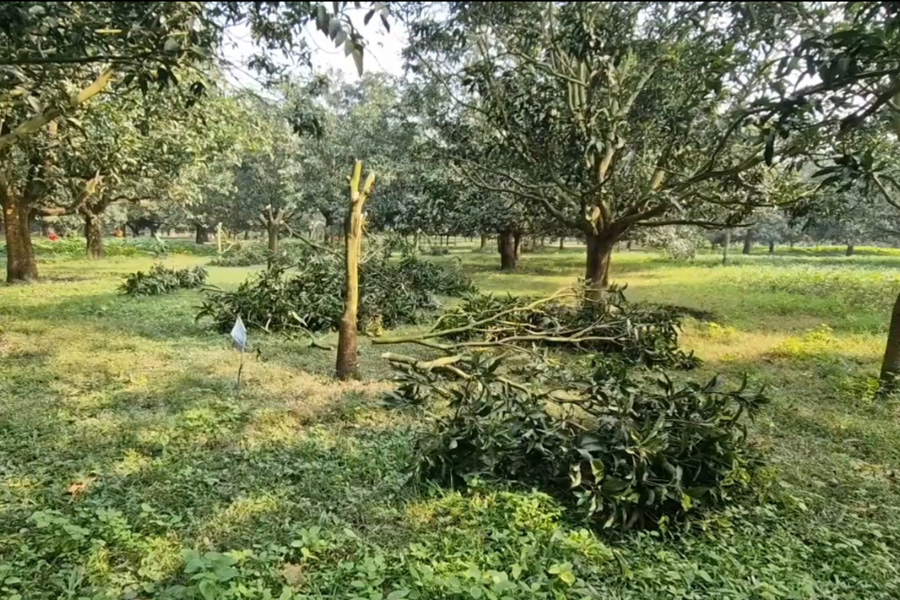 রাতের অন্ধকারে আমগাছ কাটলো দুর্বৃত্তরা