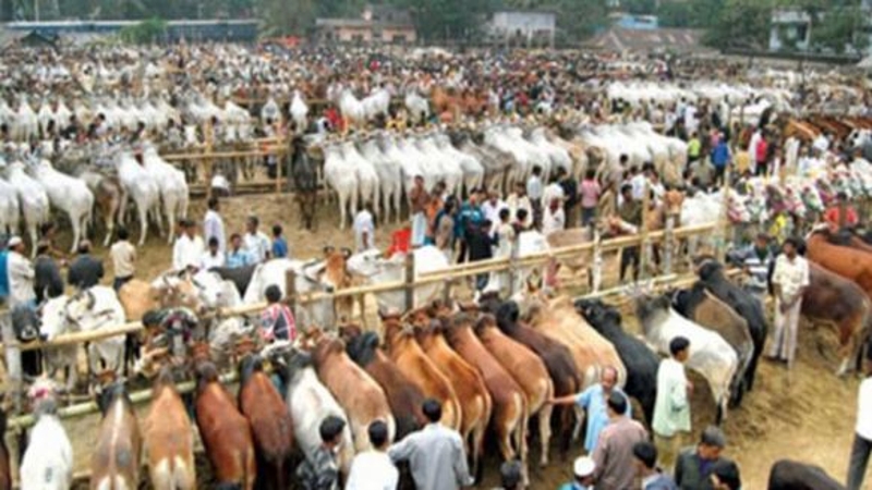 ভিড় জমেছে রাজধানীর পশুর হাটে, জমজমাট বেচাকেনা