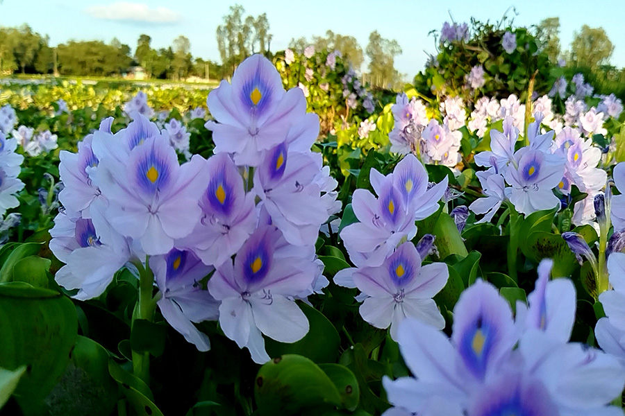 ফুলবাড়ীতে মুগ্ধতা ছড়াচ্ছে কুচুরিপানা ফুল