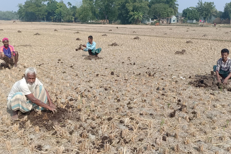 মাটির স্বাস্থ্য রক্ষায় জৈব সারের পথে গৌরীপুরের কৃষক সমাজ