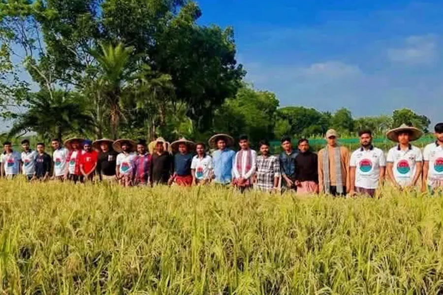 বিধবা নারীর ১ বিঘা জমির ধান কেটে দিল ছাত্রদল
