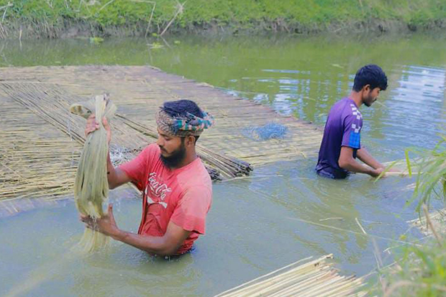 পাটের সুদিন ফিরবে এমন আশা পাট চাষীদের