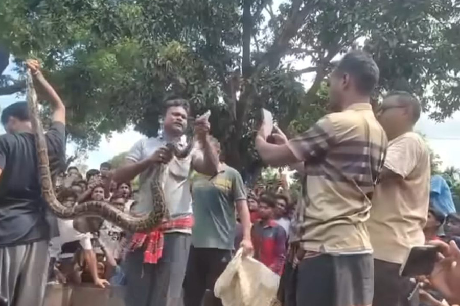 কুড়িগ্রামে গাছ থেকে ১০ ফুট দৈর্ঘ্যের অজগর সাপ উদ্ধার