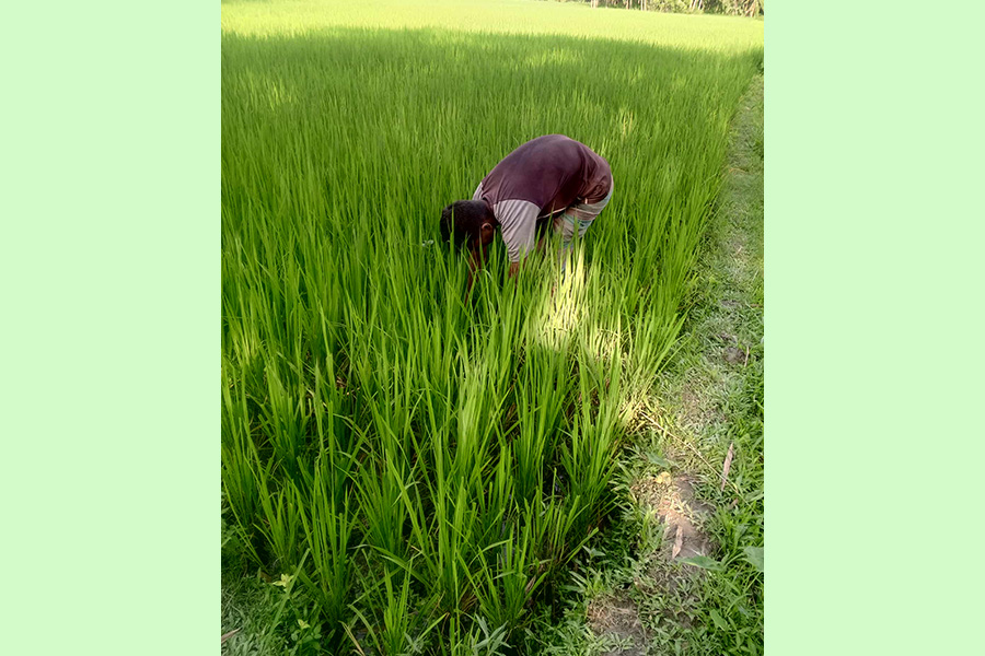 সার সংকটে কুড়িগ্রামের কৃষক