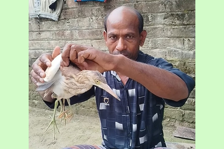 কুড়িগ্রামে দেখা মিললো বিরল প্রজাতি চার পা-ওয়ালা কানি বকের
