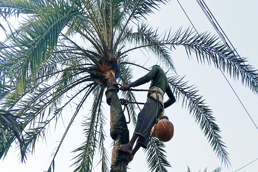 নাগরপুরে খেজুরের রস আহরণে ব্যস্ত গাছিরা
