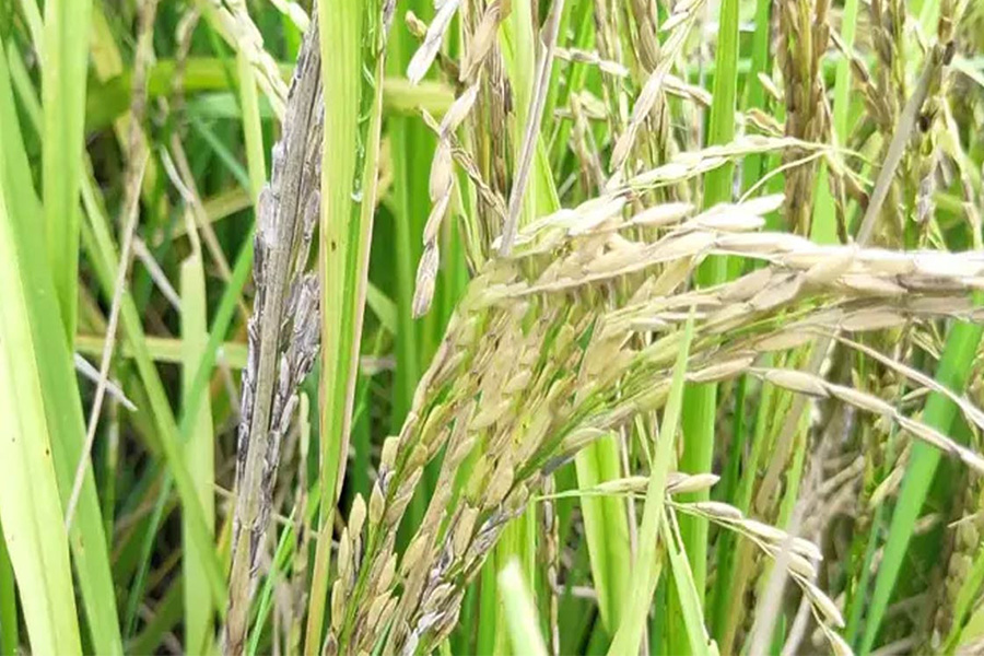 নবাবগঞ্জে কারেন্ট পোকার আক্রমণে দিশেহারা কৃষক