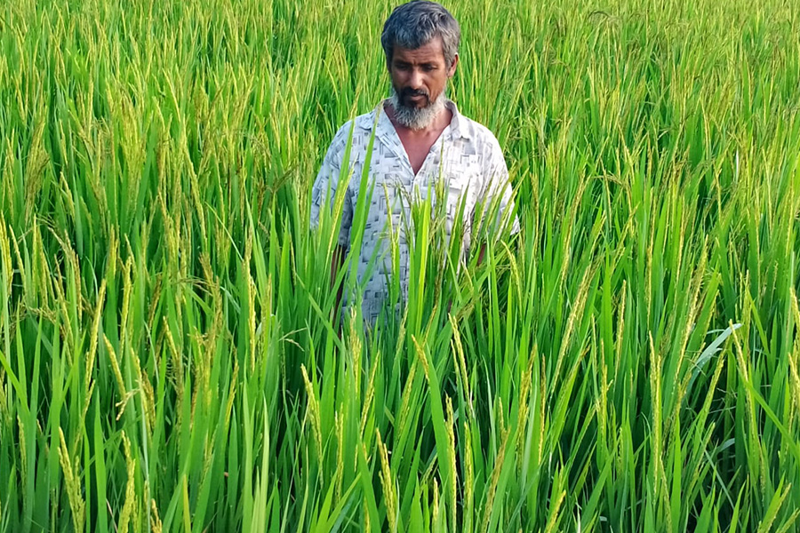 পানির অভাবে দুই হাজার একর আমন ধান ঝুঁকিতে