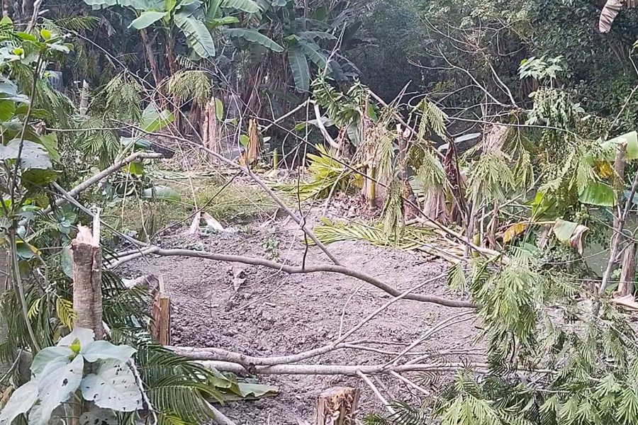 দুই শতাধিক গাছ কেটে জমি দখলের চেষ্টার অভিযোগ