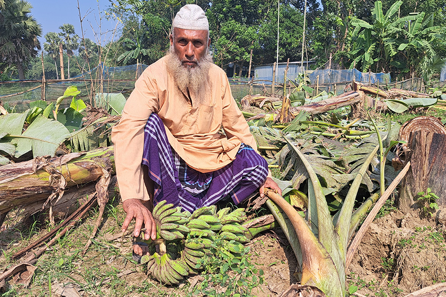 রাজবাড়ীতে রাতের আঁধারে কেটে ফেলা হলো কৃষকের ৫০০ কলাগাছ