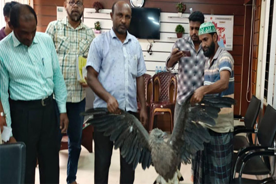 বাগমারায় অসুস্থ ঈগল উদ্ধার করলেন কৃষক